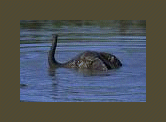 Loch Ness Monster0images/Indexrestoffife.jpg